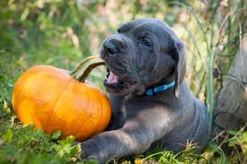 A proper scale for how much fiber dogs. Can Dogs Eat Pumpkin Healthy Paws Pet Insurance