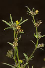 Image result for Vahlia