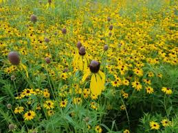 Image result for Cineraria pinnata