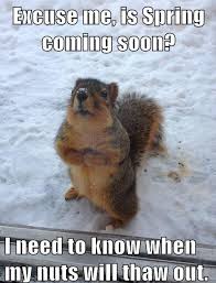 Spring Snow Funny Quotes Quotesgram