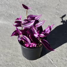 Image result for Tradescantia zebrina