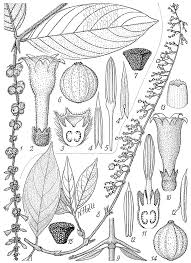 Image result for Bertiera