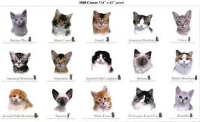 Cat Breed Cotton Fabric Panels By Elizabeth 39 S Studio 15 Different Cats With Breed Names Sold By The Panel Cat Breeds Cat Breeds Chart Cat Breeds Siamese