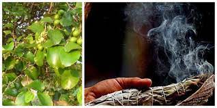 Cara membuat teh dari daun bidara yang sangat gampang, tidak butuh banyak peralatan. Jangan Sampai Keliru Begini Cara Mengolah Daun Bidara Untuk Mengusir Jin Dan Menangkal Santet Sesuai Sunnah Pastikan Daunnya Berjumlah 7 Atau Kelipatannya Semua Halaman Hits