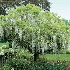 Wisteria Longissima Alba Tree Form White Flowering Trees Wisteria Tree Wisteria Plant