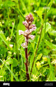 Image result for Orobanche minor