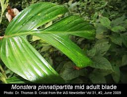 Full match and highlights football videos: Monstera Pinnatipartita Schott Sold As Philodendron Silver Queen Exotic Rainforest Rare Tropical Plants