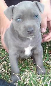 Before you consider some pitbull puppies for sale, here is some further information and tips about them. Pin On Architecture