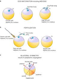 Stages And Principles Of Animal Development Terms Of Developmental Biology Veterian Key