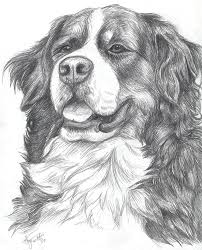 Bernese Mountain Dog Clipart Black And White Bernese Mountain Dog Dog Portraits Dog Drawing Animal Drawings