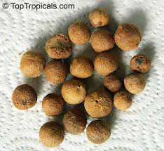 Image result for Grewia microthyrsa