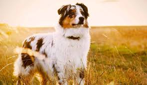 Looking for a bundle of joy to start of 2021 great? Australian Shepherd Puppies For Sale Greenfield Puppies