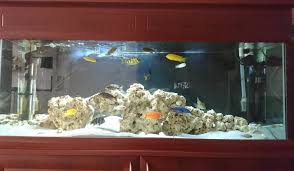 We carry a large selection of african cichlids! Photo 1 Mixed African Cichlids Aquarium Ocean Rock And S