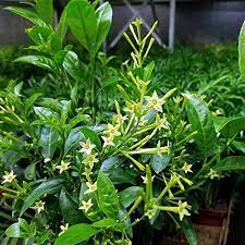 The oldest was purchased in 2008. Ohio Grown Night Blooming Jasmine Plant Cestrum Nocturnum 4 Pot In Kuwait Whizz Seeds