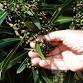 Gathering Native Seeds & Seedlings event image