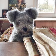 Pin On Cute Dogs