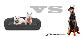 Horă, cântece și voie bună la paris. Caine De Companie Sau Caine De Lucru Dresaj Canin Timisoara Dresaj Fara Limite