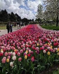 The Essential Guide To The Keukenhof Flower Gardens Near Amsterdam Spring Garden Flower Garden Bulb Flowers