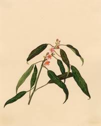 Image result for Euphorbia fulgens