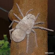 Check spelling or type a new query. Have You Seen The 2 Meter Long Giant Centipede Inews