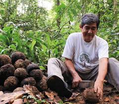 These include coconuts (cocos nucifera), brazil nuts (bertholletia excelsa), pecans (carya illinoinensis), hazel nuts (corylus), almonds (prunus dulcis), walnuts (juglans regia), pistachios (pistacia vera) and many others. Brazil Nuts Cultivation And Propers In Peru White Lion Food