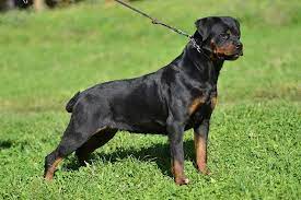 As a rottweiler breeder, our goal is to breed rottweilers as close to the standard as possible. Alica Se Ungo Rot King Rottweilers Portland Oregon