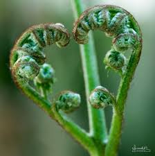 Image result for Dicranopteris elegantula