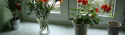 kitchen windowsill dcor ideas for