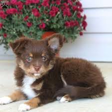 Blue merle, red merle, and black tri miniature australian shepherd puppies. Toy Australian Shepherd Mix Puppies For Sale Greenfield Puppies