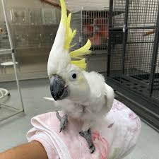 里親募集鳥 大型一覧 飼い鳥のレスキュー団体 Tsubasa
