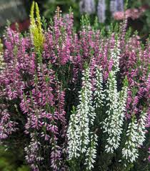 Image result for Calluna vulgaris