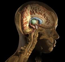 Salah satu jenis penyakit berbahaya yang harus diwaspadai adalah tumor otak. Gejala Tumor Otak Penyebab Biaya Berobat Dokter Smarter Health