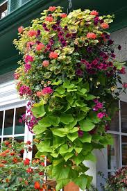 Hanging baskets, containers and flower pouches should be placed in their final position once all risk of frost has use a strong bracket to hang your basket from. 15 Beautiful Flower Hanging Baskets Best Plant Lists Hanging Plants Outdoor Plants For Hanging Baskets Plants