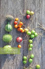 Image result for Cucumis hirsutus