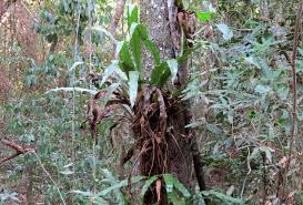 Image result for Keetia gueinzii