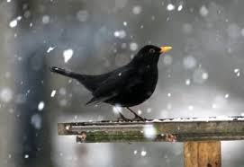 Black Bird With Black Beak Uk The Blackbird Is One Of The Most Familiar Of British Birds And Is Common To Woodlands Fields And Garden Across Uk Ireland The B Black Bird Wild Birds Bird