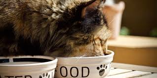 Puzzle feeders can also help keep your cat from overeating if used in place of a regular food bowl. The Evidence For Frequent Feeding Of Cats To Promote Positive Welfare International Cat Care