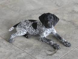 Black And White English Pointer Puppy German Shorthaired Pointer Black And White Google Search German Shorthaired Pointer Black Pointer Puppies German Shorthaired Pointer