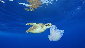 Nel giorno dell'anniversario della conferenza mondiale su ambiente e sviluppo di rio de janeiro. Giornata Mondiale Degli Oceani In Attesa Del Ritorno Delle Tartarughe Caretta Caretta In Salento Leccenews24