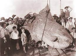 Der mondfisch oder molch ( mola mola ) ist der bekannteste knochenfisch. Mondfisch Mola Mola Fischlexikon