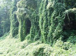 Image result for Pueraria