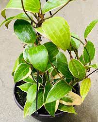 Hoya Calistofolia Microfilia Full Pot on 8 on Sale Full - Etsy Finland