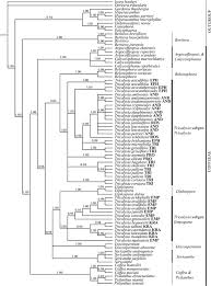 Image result for Tricalysia sp. E