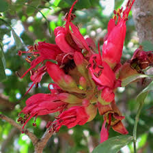 Image result for Schotia afra