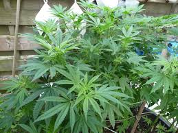 Seed Run Co-op: SpeesCees Santa Maria Planck IBL