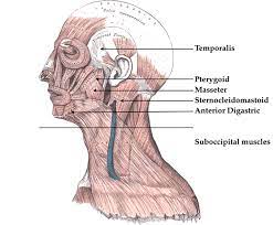 § voluntary somatic muscle § make up the skeletal muscles cardiac striated muscle § involuntary visceral muscle § forms most of the walls of the heart and adjacent parts of muscle attachment sites. Fibromyalgia Fm Involved Head Neck Muscles Henry Vandyke Carter Download Scientific Diagram