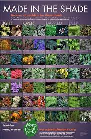 Pin By Kelly Schaecher Piper On Novenyek Shade Garden Plants Plants Shade Garden Design