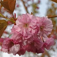 Large flowering trees for sale. Prunus Kanzan Ornamental Trees For Sale