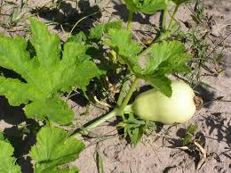 Image result for Cucurbita