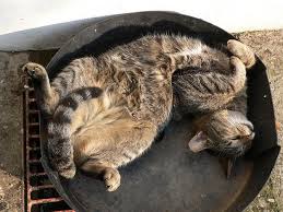 Who knew something so small and fluffy coul. Wrought Iron Bed Cat Sleeping Positions Cat Sleeping Sleeping Animals